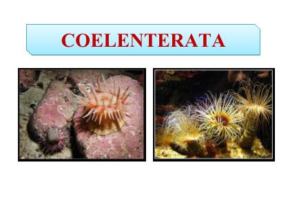 Bài giảng Cổ sinh vật học - Chương VI: Coelenterata