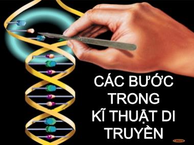 Tiểu luận Các bước trong kỹ thuật di truyền - Võ Thị Kim Trâm