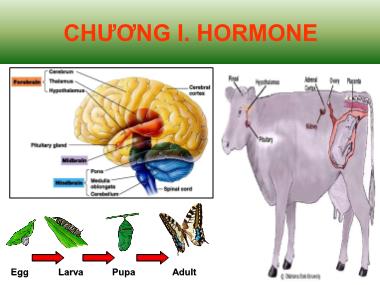 Bài giảng Hóa sinh động vật - Chương I: Hormone