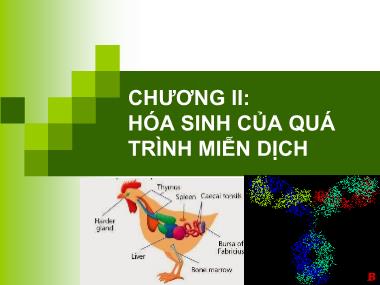 Bài giảng Hóa sinh động vật - Chương II: Hóa sinh của quá trình miễn dịch