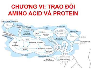 Bài giảng Hóa sinh động vật - Chương VI: Trao đổi amino acid và protein